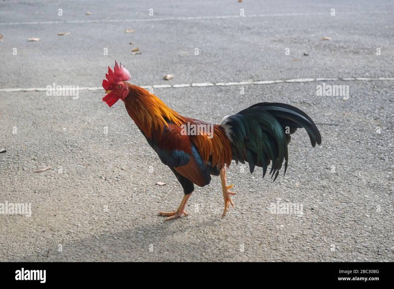 Image: De Bekende Chicken Road: Gokken op de Populairste Slot Spel van Nederland